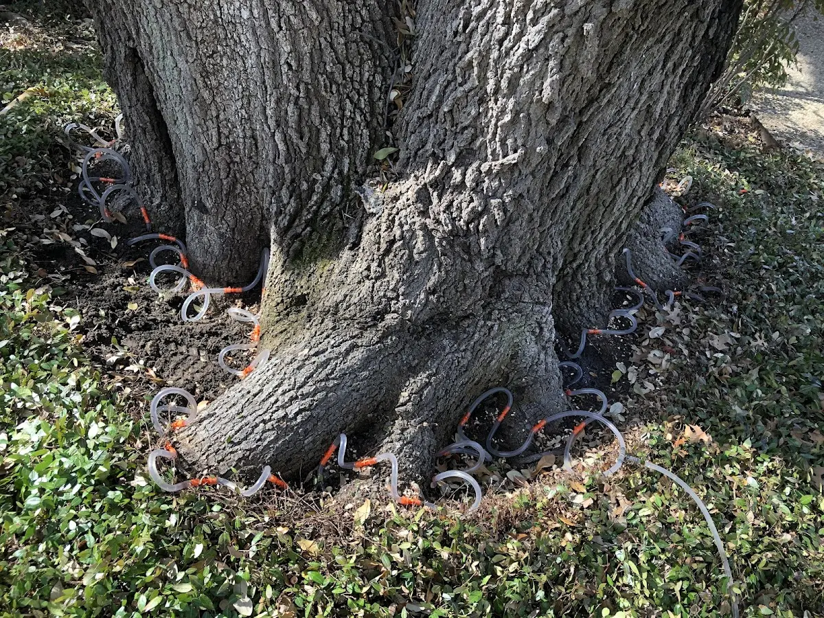 Detailed Tree Cabling and Bracing job site in Belhaven