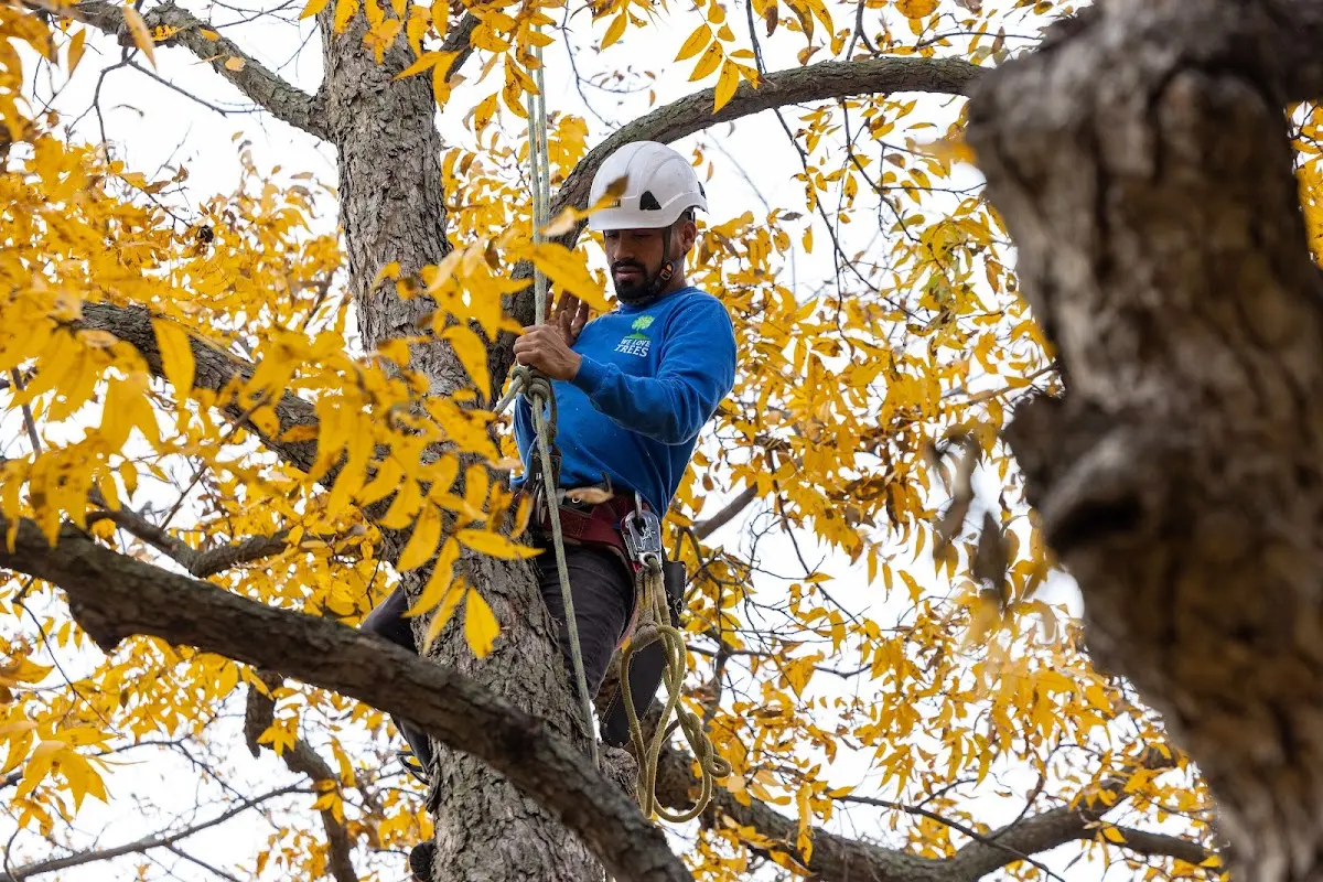 Skilled Emergency Tree Service crew working in Belhaven